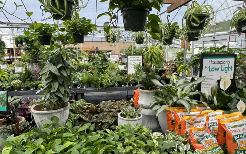a group of plants in a greenhouse