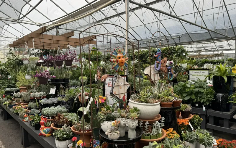a greenhouse full of flowers