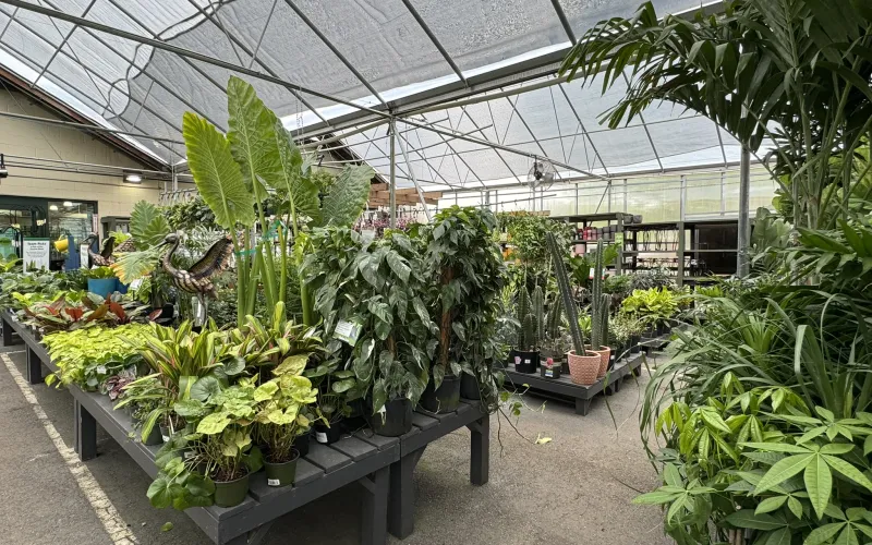 a greenhouse with plants and plants
