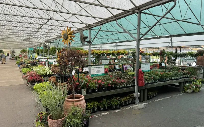 a greenhouse with plants and flowers