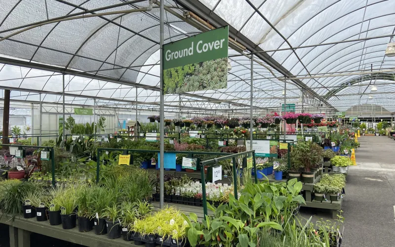a greenhouse with plants and flowers