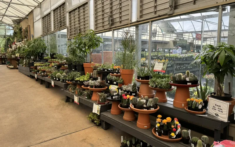 a large indoor planter garden