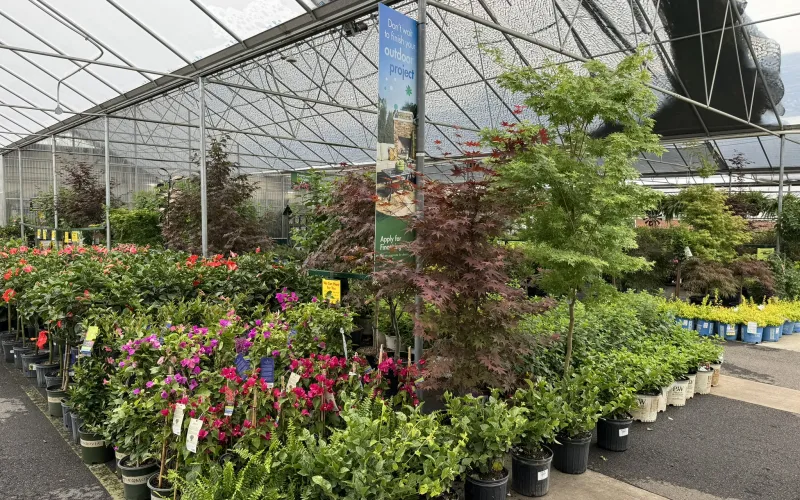 a greenhouse with plants and flowers