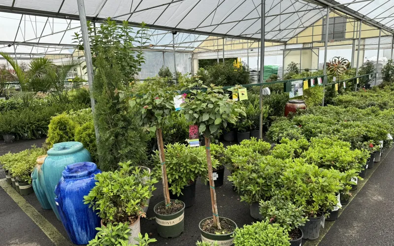 a greenhouse with plants and plants
