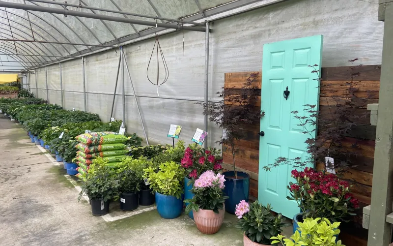 a group of plants outside a building