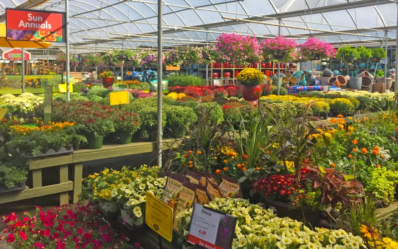 many colorful greenhouse