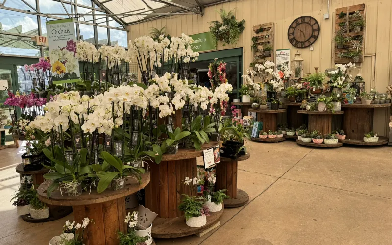 a flower shop with many flowers