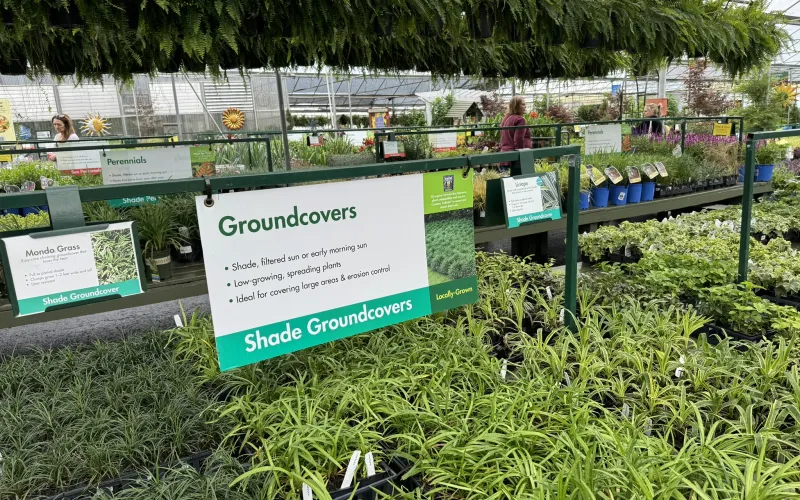 a group of people in a garden