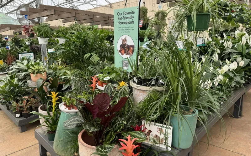 a group of plants in a greenhouse