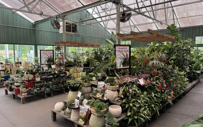a large greenhouse with many plants