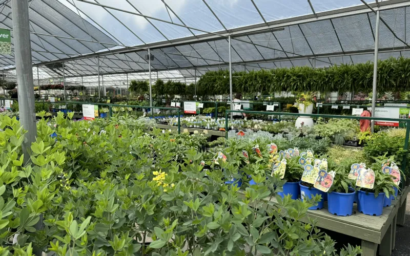 a greenhouse with many plants