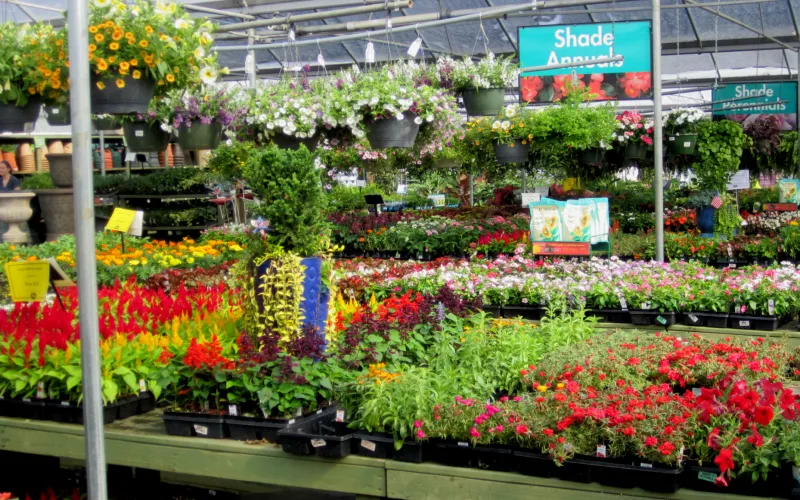 a close up of a flower garden