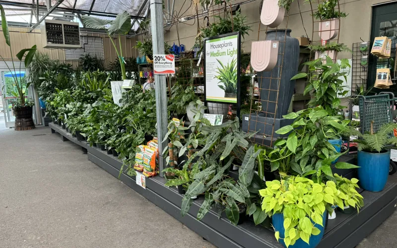 a group of plants in a garden