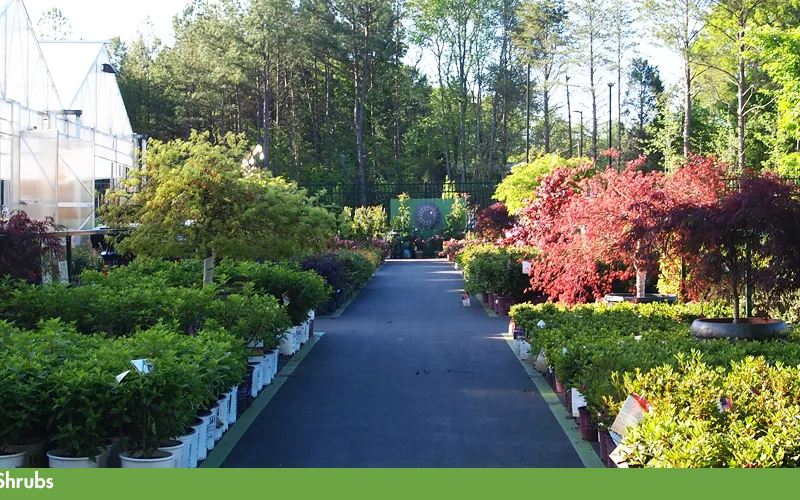 a close up of a flower garden