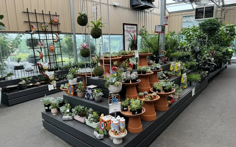a group of potted plants on a table