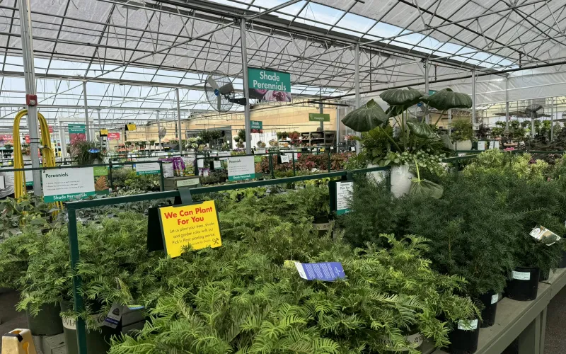 a large indoor plant store