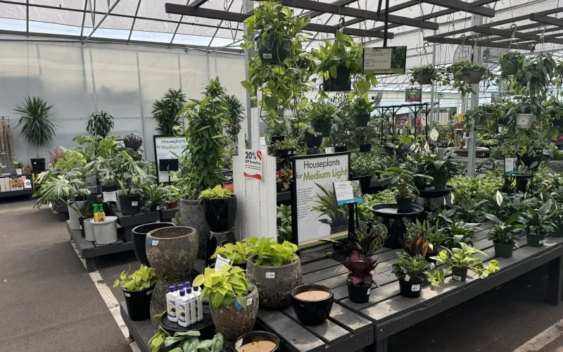 a greenhouse with many plants