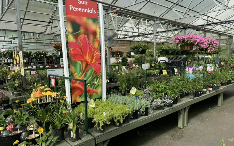 a greenhouse with plants and flowers
