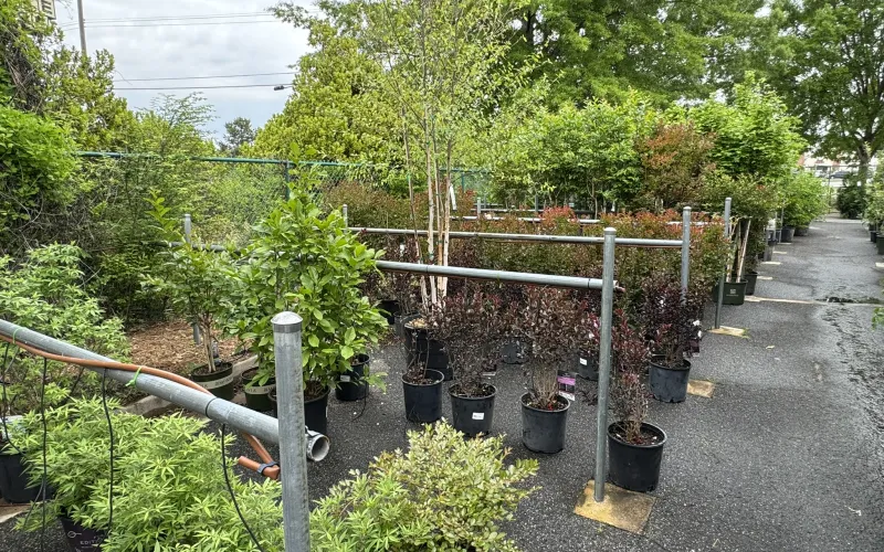 a garden with potted plants