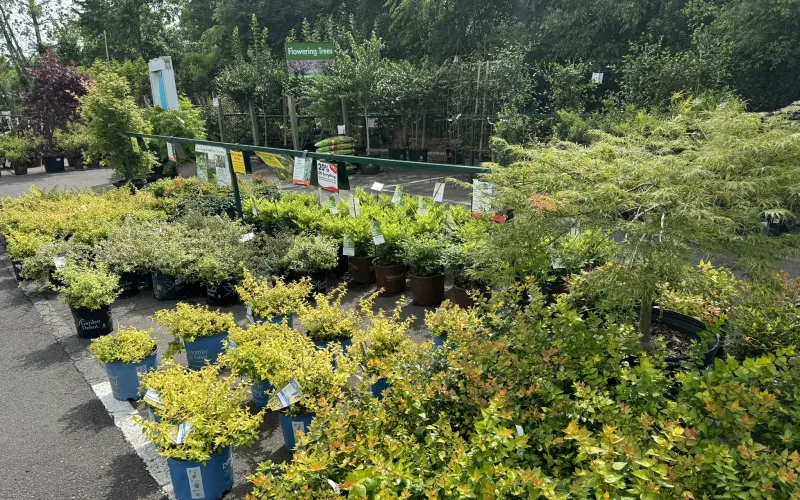 a garden with many potted plants