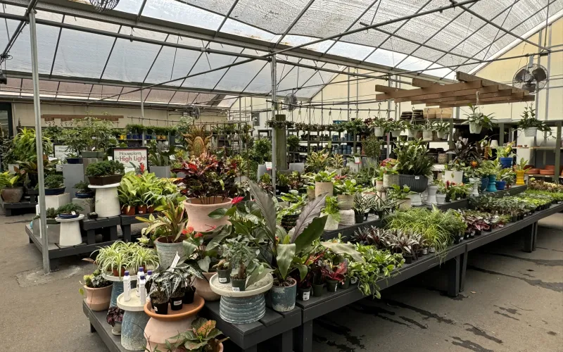 a greenhouse with many plants