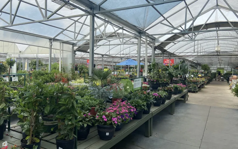 a greenhouse with many plants