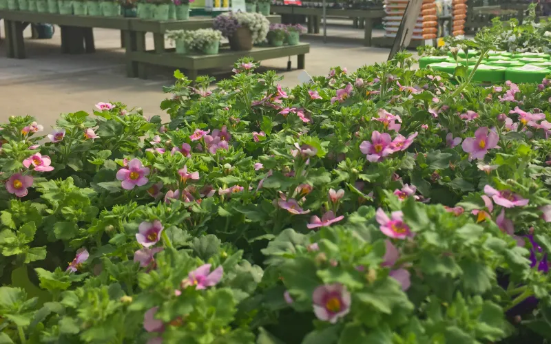 a close up of a flower garden