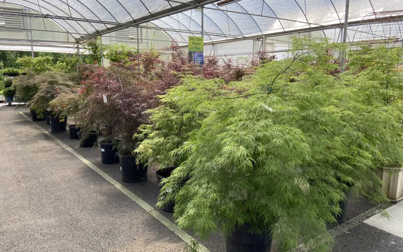 a group of plants in a greenhouse with Garfield Park in the background