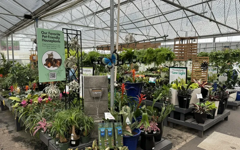 a greenhouse with many plants and flowers