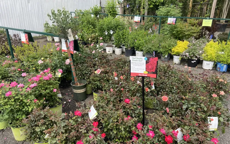 a garden with flowers