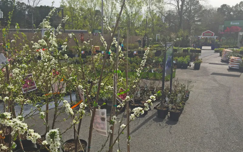 a close up of a flower garden