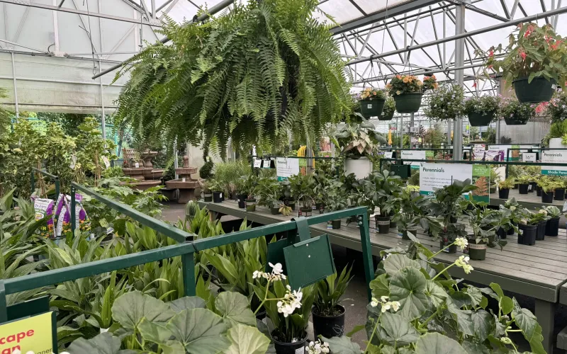 a greenhouse full of plants