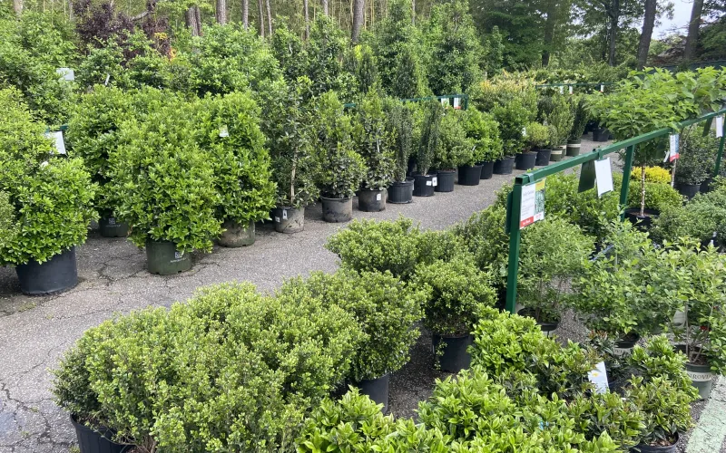 a garden with many plants