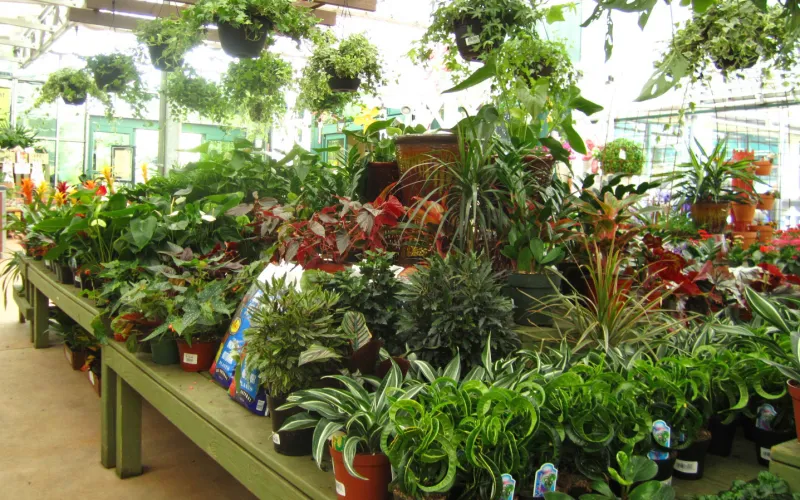 Pike Nurseries Garden Center & Landscape Design Buckhead, Atlanta, GA