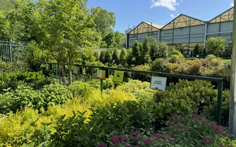 a garden with flowers and trees