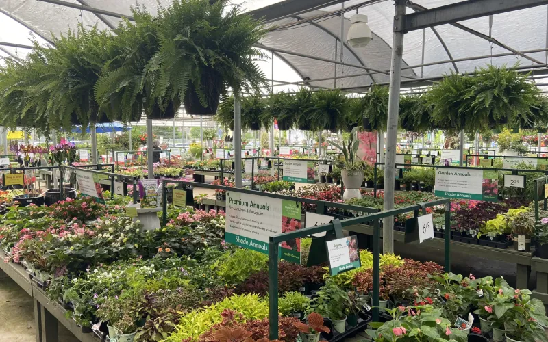 a greenhouse with plants and flowers