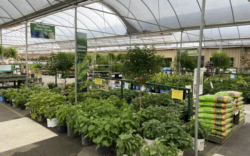 a greenhouse with plants