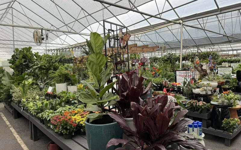 a greenhouse full of plants