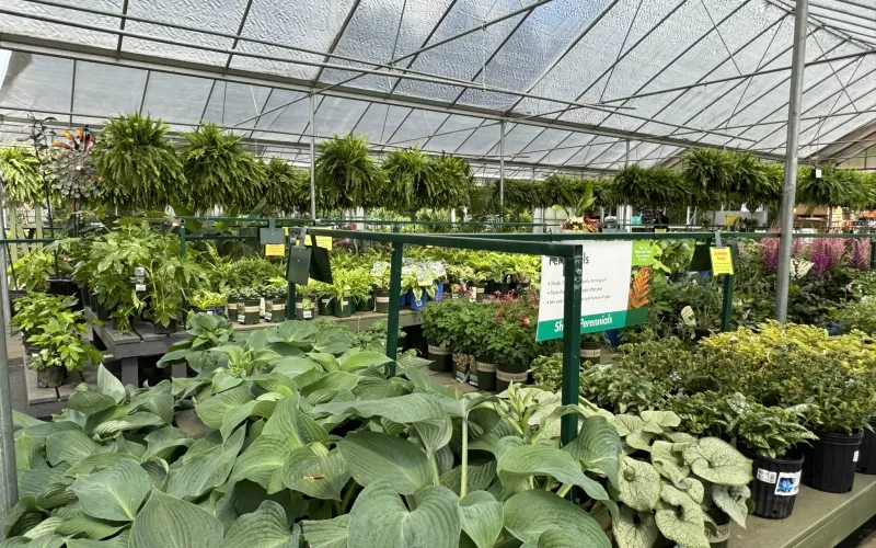 a greenhouse full of plants