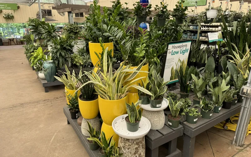 a group of plants in a room