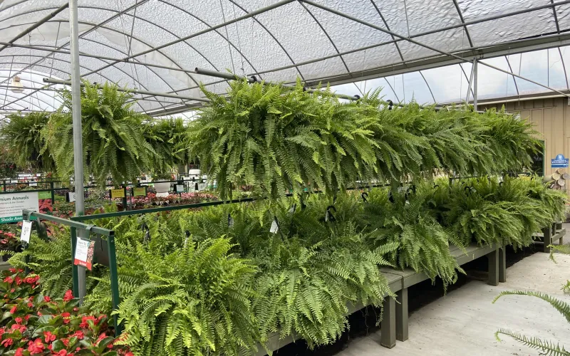 a greenhouse with plants
