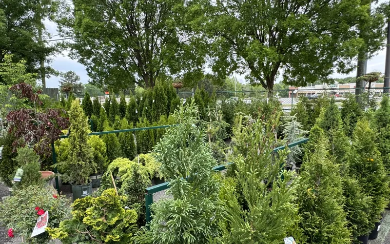 a garden with trees and plants