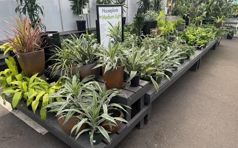 a group of potted plants