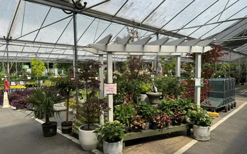 a greenhouse with many plants