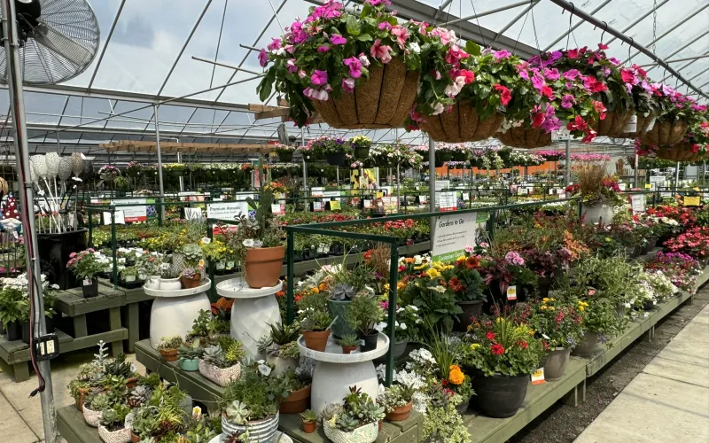 a greenhouse with many plants and flowers