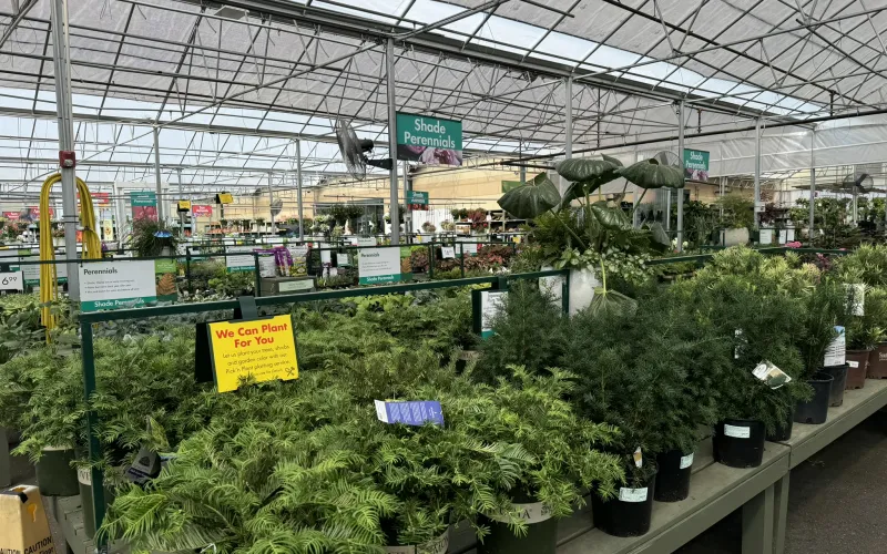 a large indoor plant store