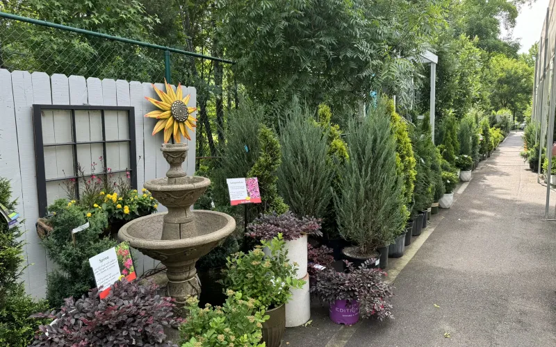 a garden with flowers