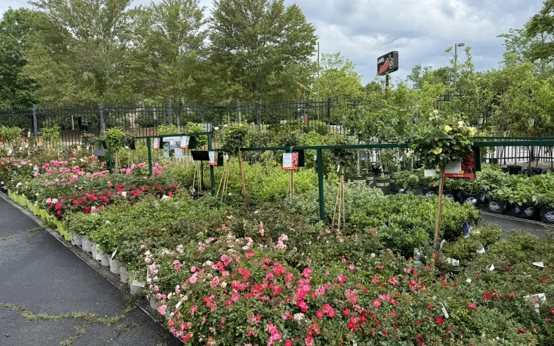 a garden with flowers