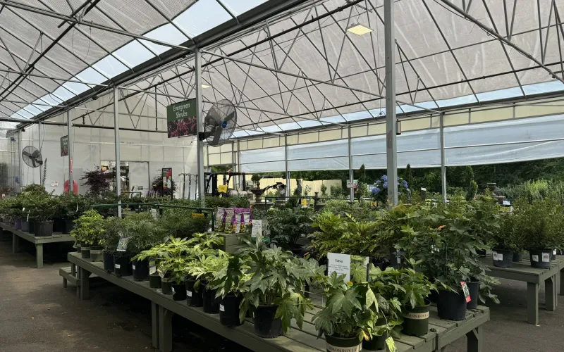 a greenhouse with many plants
