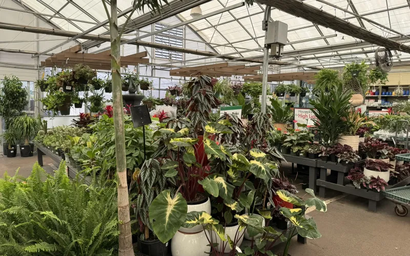 a greenhouse with plants and flowers